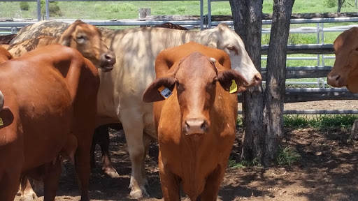 Eartags on cows